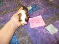 Female 2, a female Pembroke Welsh Corgi for sale in Harper, OR – Photo 1 of 2