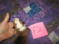 Female 2, a female Pembroke Welsh Corgi for sale in Harper, OR – Photo 2 of 2