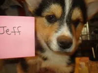 Jeff, a male Pembroke Welsh Corgi for sale in Harper, OR – Photo 2 of 3