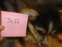 Jeff, a male Pembroke Welsh Corgi for sale in Harper, OR – Photo 3 of 3