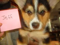 Jeff, a male Pembroke Welsh Corgi for sale in Harper, OR – Photo 1 of 3