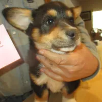 George, a male Pembroke Welsh Corgi for sale in Harper, OR – Photo 2 of 2