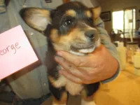George, a male Pembroke Welsh Corgi for sale in Harper, OR – Photo 2 of 2