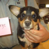 George, a male Pembroke Welsh Corgi for sale in Harper, OR – Photo 1 of 2