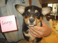 George, a male Pembroke Welsh Corgi for sale in Harper, OR – Photo 1 of 2