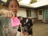 Chunk, a male Pembroke Welsh Corgi for sale in Harper, OR – Photo 1 of 2