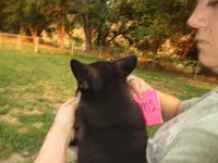 Chunk, a male Pembroke Welsh Corgi for sale in Harper, OR – Photo 2 of 2