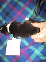 Peaches Female 3, a female Pembroke Welsh Corgi for sale in Harper, OR – Photo 2 of 2