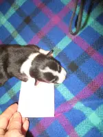 Peaches Female 3, a female Pembroke Welsh Corgi for sale in Harper, OR – Photo 1 of 2