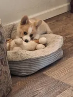 Tank, a male Pembroke Welsh Corgi for sale in Harper, OR – Photo 1 of 4