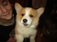 Tank, a male Pembroke Welsh Corgi for sale in Harper, OR – Photo 2 of 4