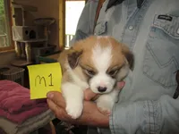 Tank, a male Pembroke Welsh Corgi for sale in Harper, OR – Photo 4 of 4