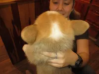 Tank, a male Pembroke Welsh Corgi for sale in Harper, OR – Photo 3 of 4