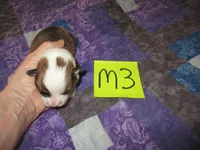 Male 3, a male Pembroke Welsh Corgi for sale in Harper, OR – Photo 1 of 2