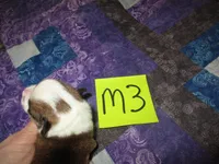 Male 3, a male Pembroke Welsh Corgi for sale in Harper, OR – Photo 2 of 2