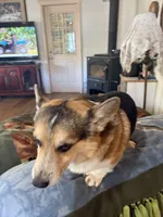 Mugsy, a male Pembroke Welsh Corgi for sale in Harper, OR – 3 of 4