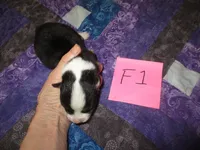 Female 1, a female Pembroke Welsh Corgi for sale in Harper, OR – Photo 1 of 2