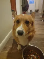 Cap'n Jax Parrow, a male Pembroke Welsh Corgi for sale in Harper, OR – Photo 4 of 4