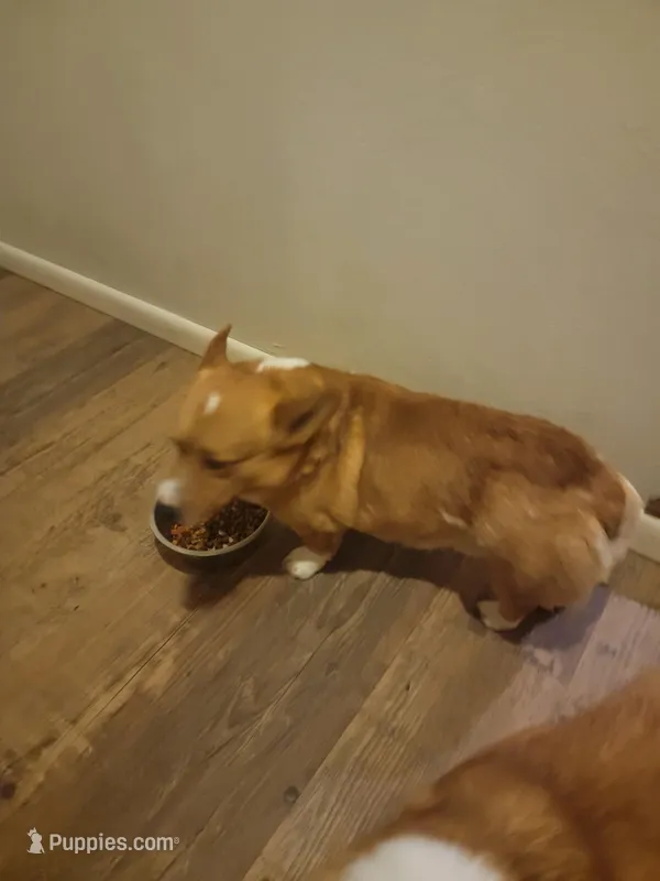 Cap'n Jax Parrow, a male Pembroke Welsh Corgi for sale in Harper, OR – Photo 1 of 4