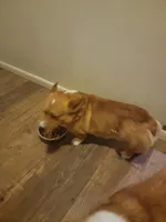 Cap'n Jax Parrow, a male Pembroke Welsh Corgi for sale in Harper, OR – Photo 1 of 4