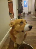 Cap'n Jax Parrow, a male Pembroke Welsh Corgi for sale in Harper, OR – Photo 2 of 4