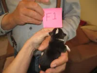 Female 1, a female Pembroke Welsh Corgi for sale in Harper, OR – Photo 2 of 2