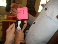 Female 1, a female Pembroke Welsh Corgi for sale in Harper, OR – Photo 1 of 2