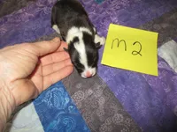 Male 2, a male Pembroke Welsh Corgi for sale in Harper, OR – Photo 1 of 2