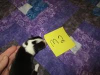 Male 2, a male Pembroke Welsh Corgi for sale in Harper, OR – Photo 2 of 2