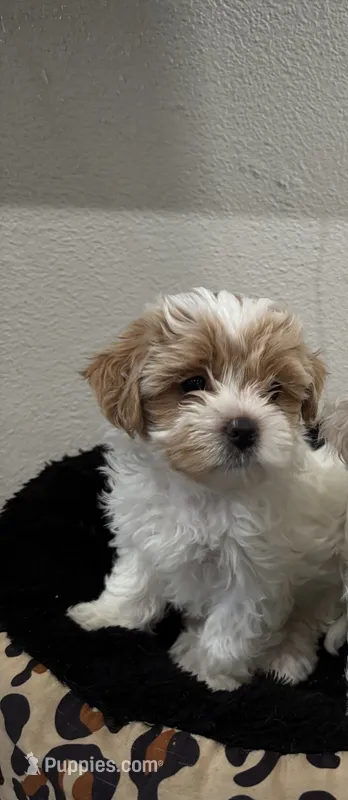 Nala – Shihpoo puppy for sale in Reading, PA