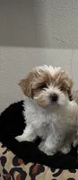 Nala, a female Shihpoo for sale in Reading, PA – 1 of 1