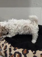 Samuel, a male Shihpoo for sale in Reading, PA – 2 of 2