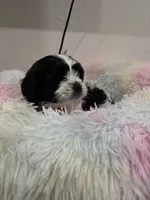Gru, a male Shih Tzu and Poodle - Toy  for sale in Reading, PA – 3 of 3