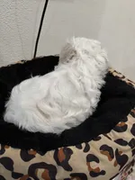 Nieve, a female Shih Tzu and Poodle - Toy  for sale in Reading, PA – 4 of 4