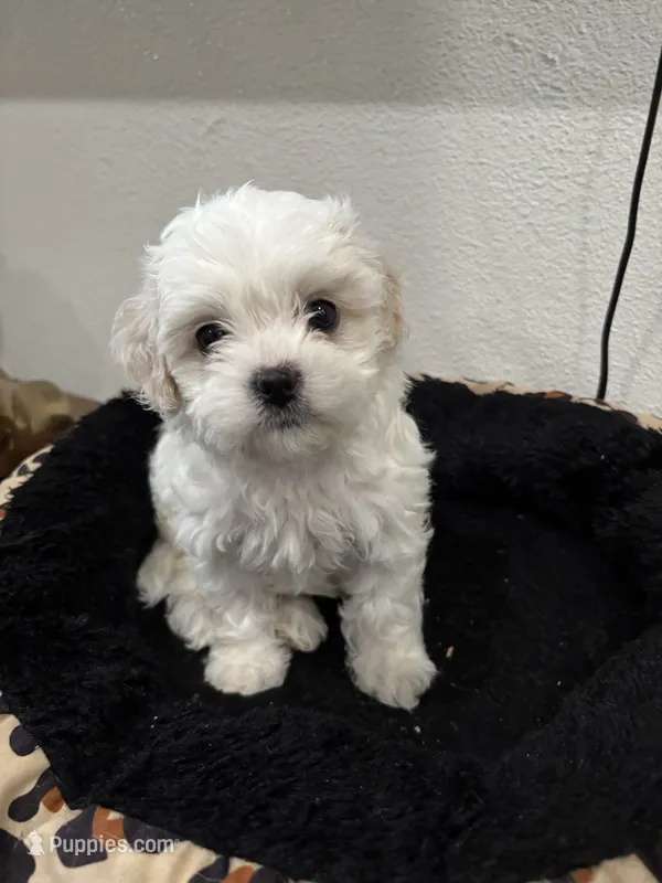 Nieve – Shih Tzu, Poodle - Toy  puppy for sale in Reading, PA