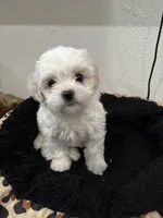 Nieve, a female Shih Tzu and Poodle - Toy  for sale in Reading, PA – 1 of 4