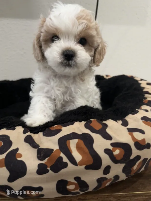 Samuel – Shihpoo puppy for sale in Reading, PA