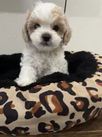 Samuel, a male Shihpoo for sale in Reading, PA – 1 of 2