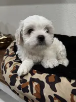 Nieve, a female Shih Tzu and Poodle - Toy  for sale in Reading, PA – 3 of 4