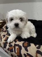 Nieve, a female Shih Tzu and Poodle - Toy  for sale in Reading, PA – 2 of 4