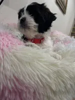Gru, a male Shih Tzu and Poodle - Toy  for sale in Reading, PA – 2 of 3