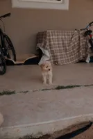 Goldie , a female Miniature Aussiedoodle for sale in Saint David, AZ – 2 of 9