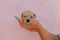 Goldie, a female Miniature Aussiedoodle for sale in Saint David, AZ – 1 of 9