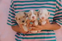 Cotton, a female Miniature Aussiedoodle for sale in Saint David, AZ – 8 of 8