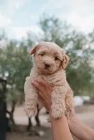 Teddy, a male Miniature Aussiedoodle for sale in Saint David, AZ – 2 of 9