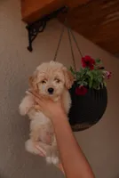 Goldie , a female Miniature Aussiedoodle for sale in Saint David, AZ – 5 of 9