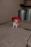 Max , a male Miniature Aussiedoodle for sale in Saint David, AZ – 10 of 10