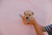 Goldie, a female Miniature Aussiedoodle for sale in Saint David, AZ – 2 of 9