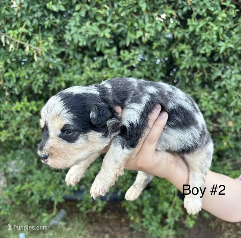 Buck – Miniature Aussiedoodle puppy for sale in Saint David, AZ