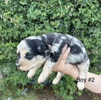 Buck, a male Miniature Aussiedoodle for sale in Saint David, AZ – 1 of 3